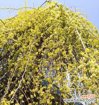 探索金叶榆的神秘意义与人们对它的倾慕之情 金叶榆-坚韧生命的象征