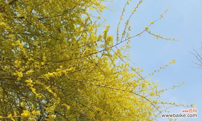 探索金叶榆的神秘意义与人们对它的倾慕之情 金叶榆-坚韧生命的象征