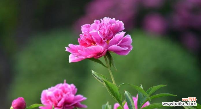 探寻芍药花的深刻内涵 芍药花的含义与象征