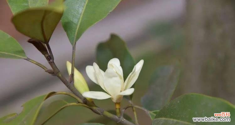 探寻深山花的心声 深山含笑花语