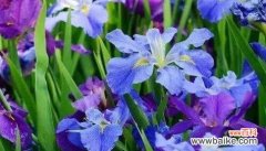 用花朵诠释无价的友谊 友谊之花