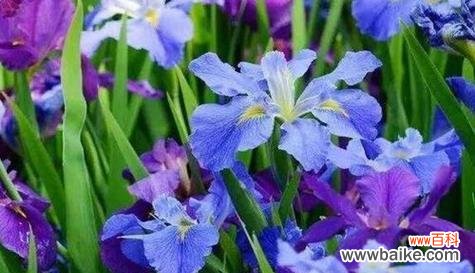 用花朵诠释无价的友谊 友谊之花