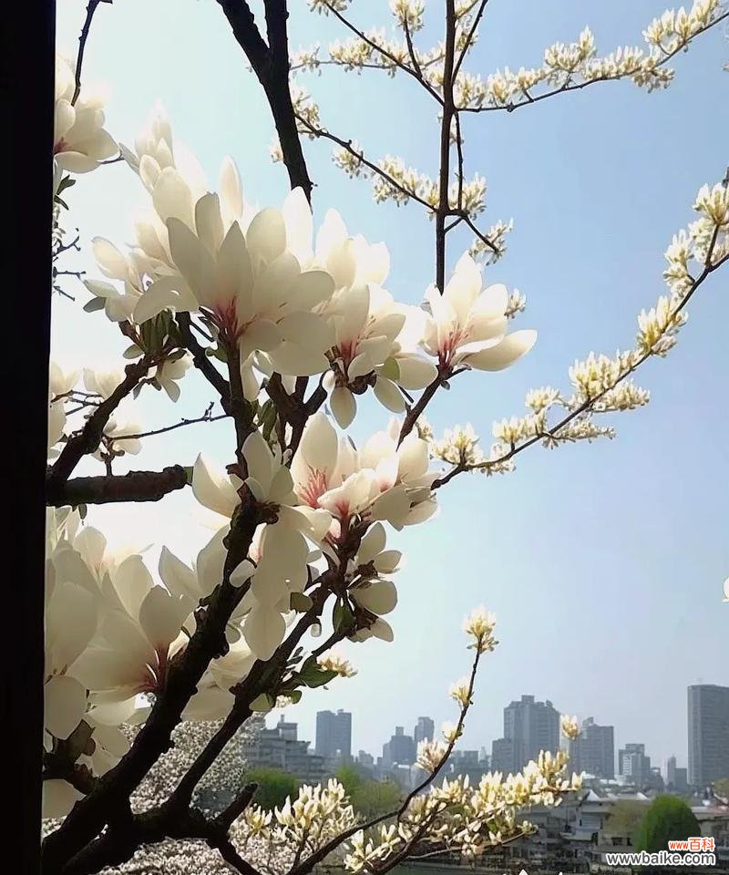 传承的美丽与坚强 友谊长存,以康乃馨为代表