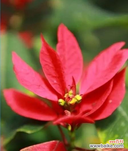 圣诞花花语的深层含义与传统意义 圣诞花花语