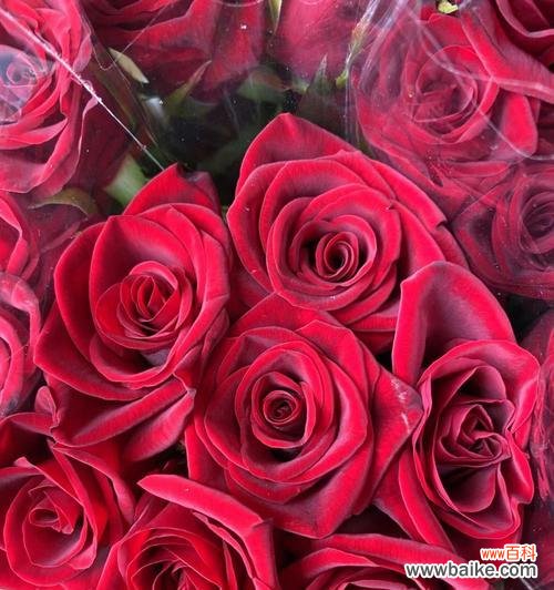 探寻花语之美 十朵玫瑰的象征意义