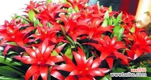 传统文化中的十大吉利花卉及其象征意义 吉祥花卉的美丽寓意