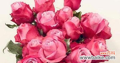 探寻十二朵玫瑰背后的意义 十二朵玫瑰