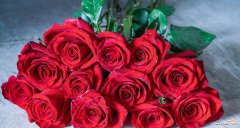 解读每朵玫瑰的象征意义和寓意 十二朵玫瑰花所代表的深意
