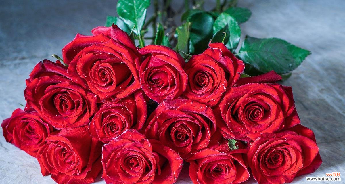 解读每朵玫瑰的象征意义和寓意 十二朵玫瑰花所代表的深意