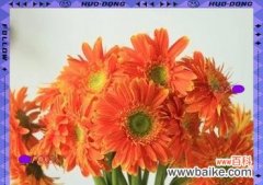 福郎花的花语有哪些？它在花语中象征着什么？