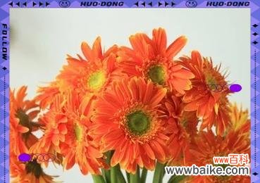 福郎花的花语有哪些？它在花语中象征着什么？