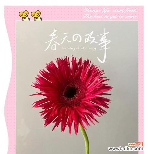 福郎花的花语有哪些？它在花语中象征着什么？