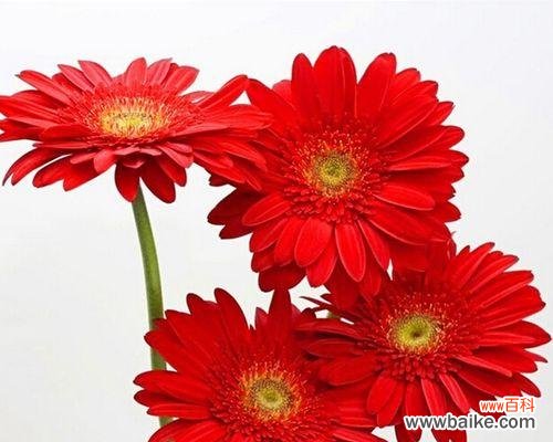 福郎花的花语有哪些？它在花语中象征着什么？