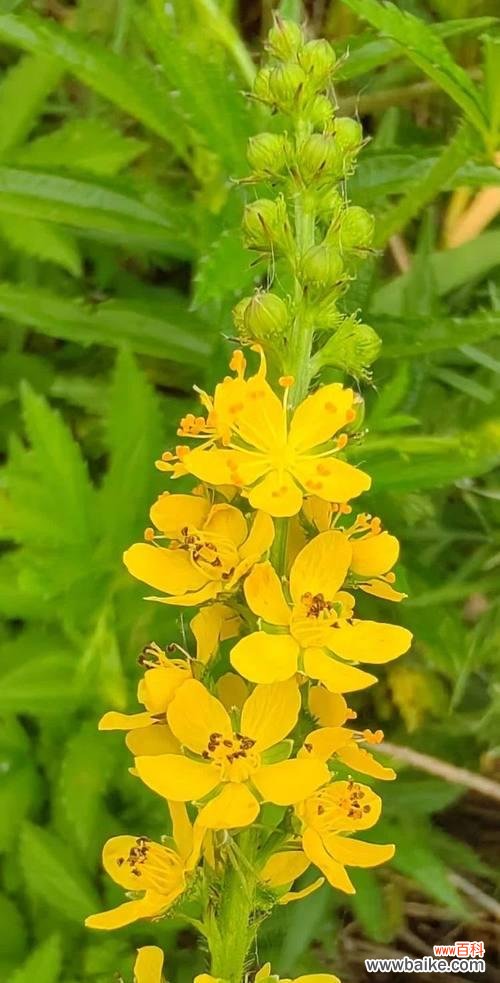 龙芽花的花语代表什么含义?