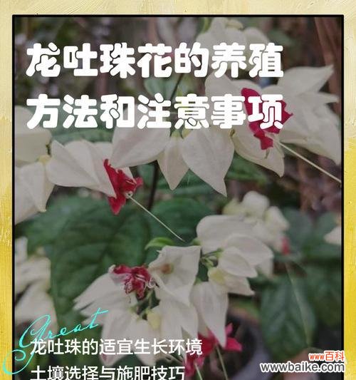 龙芽花的花语代表什么含义?