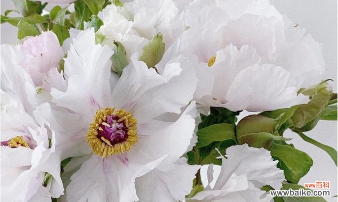 白凤的花语具体是什么?