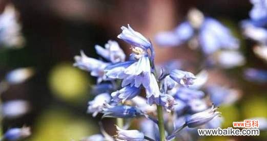 白凤的花语具体是什么?