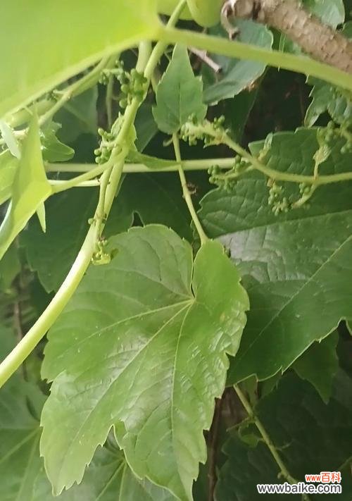 爬山虎花的花语有何寓意？