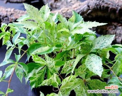 爬山虎花的花语有何寓意？