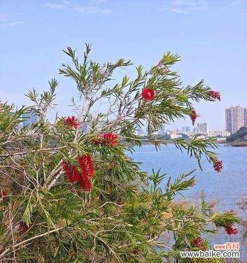 爬山虎花的花语有何寓意？