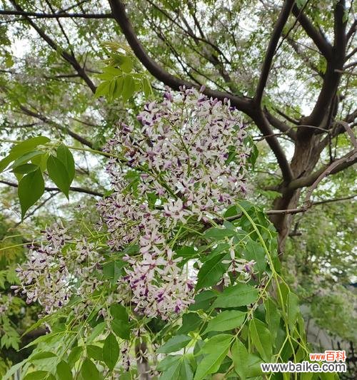 苦柬树花的花语有何特别之处？