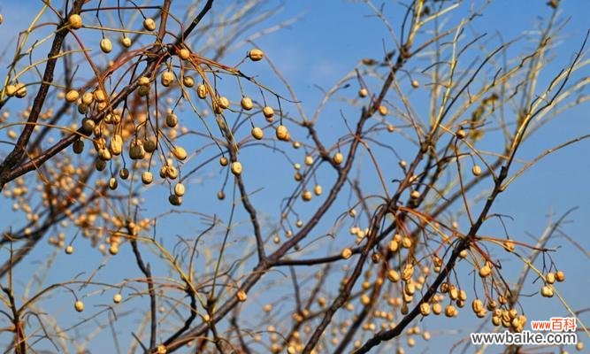 苦柬树花的花语有何特别之处？