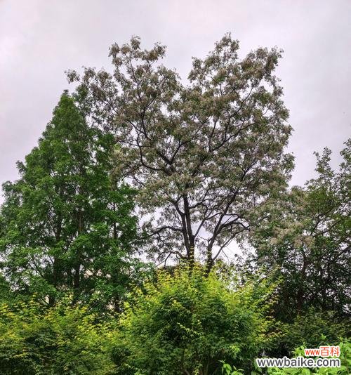 苦柬树花的花语有何特别之处？