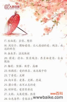 小凤凰花的花语有何寓意?