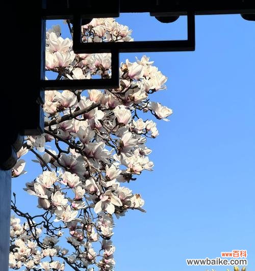 玉兰花语的起源有哪些说法？