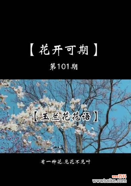 玉兰花语的起源有哪些说法？