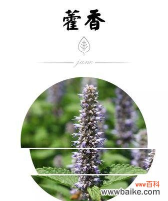 霍香菊的花语有何象征？