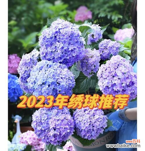 绣球花的花语代表什么？