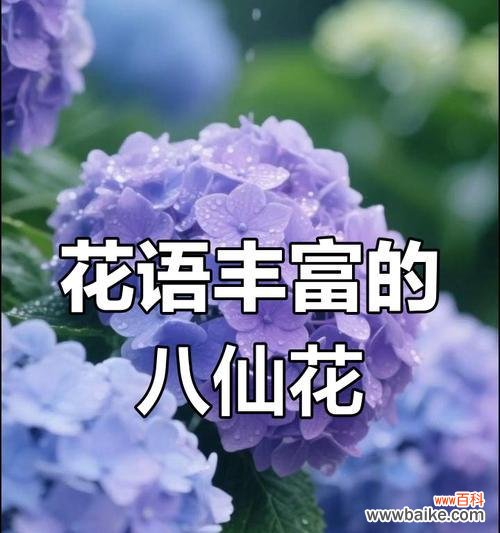 绣球花的花语代表什么？