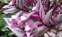 紫叶吊兰的花语有何含义？