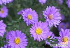 白荷兰菊的花语有何寓意？