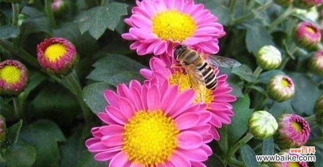 白荷兰菊的花语有何寓意?