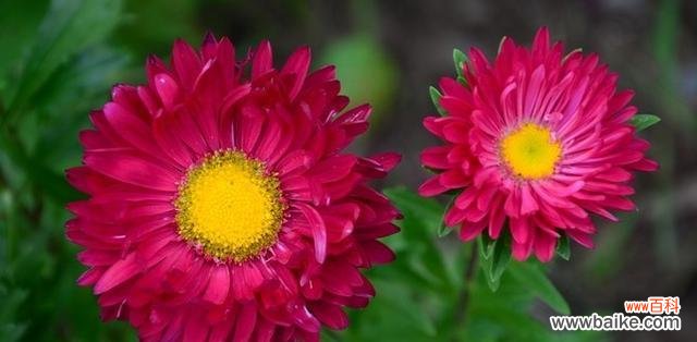 白荷兰菊的花语有何寓意?