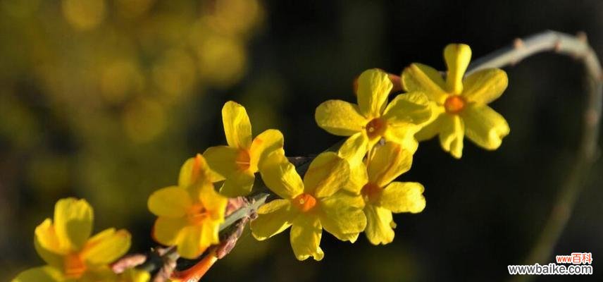 迎春花的花语有何象征？