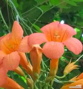 小凌霄花的花语有何特别之处？