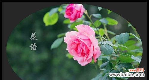 梓籽花的花语有何寓意?