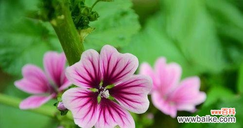 探秘锦葵花的美丽与深意 锦葵花的寓意与象征意义