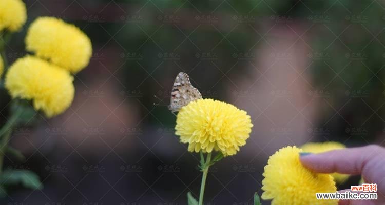 探寻李叶绣线菊的花语和象征意义 李叶绣线菊