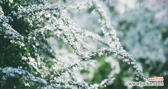 探寻李叶绣线菊的花语和象征意义 李叶绣线菊