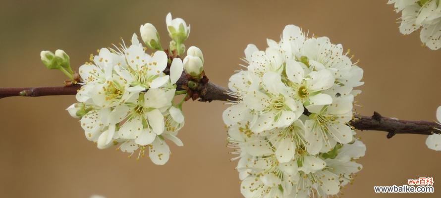 传承千年的梨花花语与美学 梨花之美