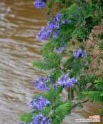 蓝楹花的美丽与深远含义 蓝楹花的花语及象征意义