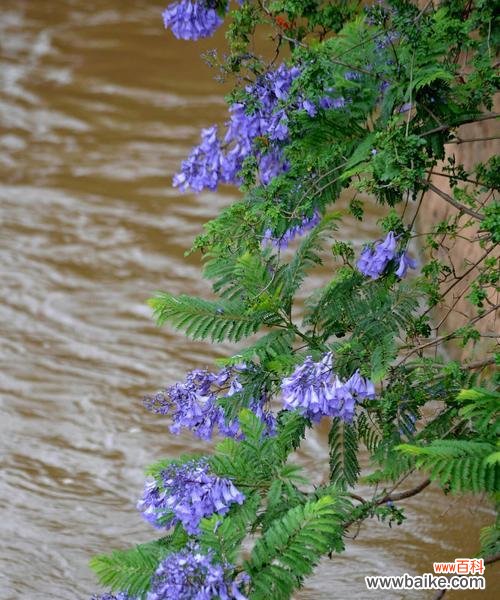 蓝楹花的美丽与深远含义 蓝楹花的花语及象征意义