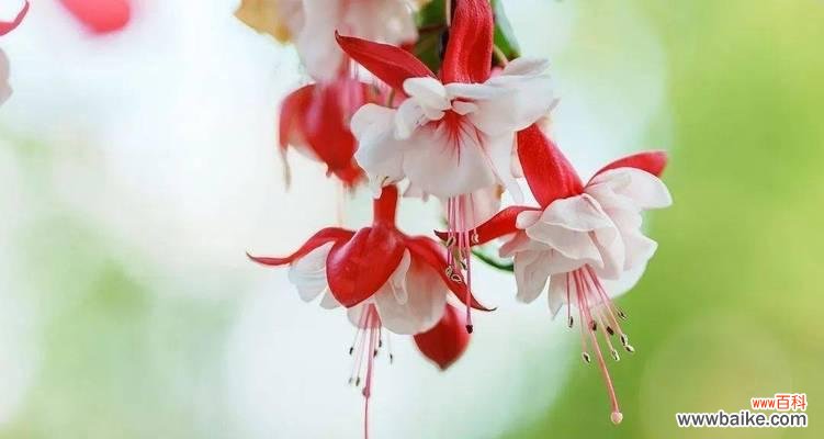 金钟花的花语是什么?金钟花的象征意义是什么? 金钟花的花语及其象征意义