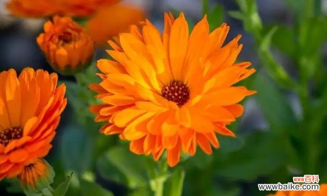 探寻金盏菊的意义与神话 金盏菊的花语与传说