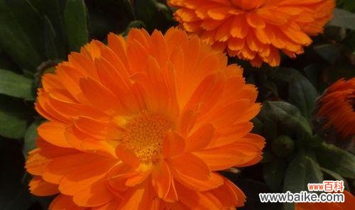 探寻金盏菊的意义与神话 金盏菊的花语与传说