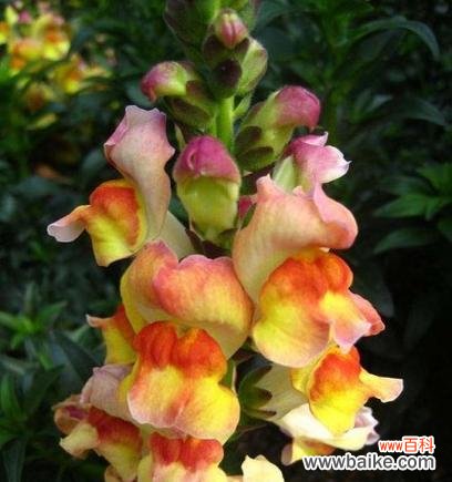 赋予生活希望与美好的金鱼草 探寻金鱼草的花语与寓意